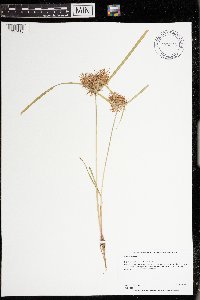 Cyperus odoratus image