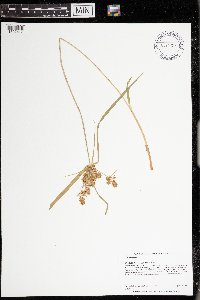 Cyperus odoratus image