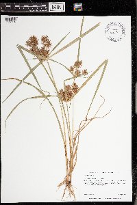 Cyperus odoratus image