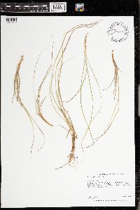 Cyperus lupulinus image