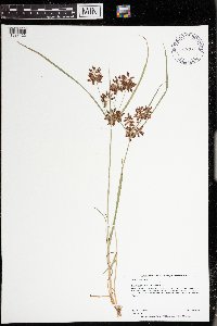 Cyperus diandrus image