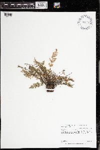 Cheilanthes feei image