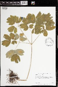 Caulophyllum thalictroides image