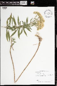 Eupatorium altissimum image