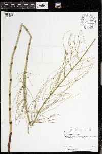 thumbnail image of current specimen