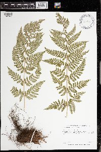 Dryopteris intermedia image