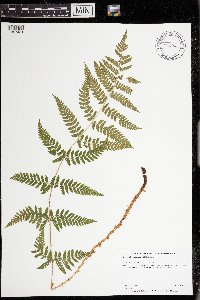 Image Associated With the Occurrence