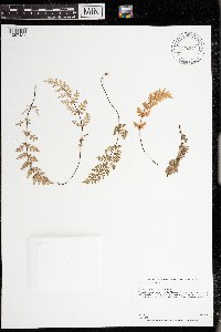 Cheilanthes feei image