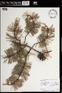 Pinus banksiana image