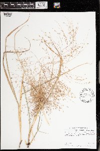 thumbnail image of current specimen