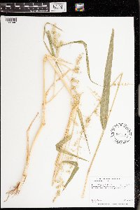 Echinochloa muricata var. muricata image