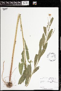 Boltonia asteroides image