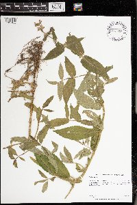 Stachys palustris image