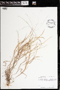 Digitaria cognata image