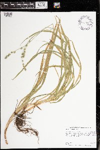 Carex sparganioides image