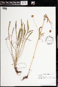 Coreopsis lanceolata image