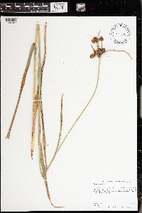 Scirpus atrovirens image