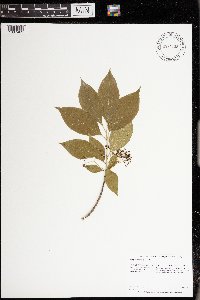 Euonymus atropurpureus image