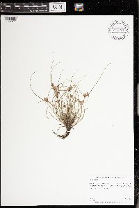 Cyperus diandrus image