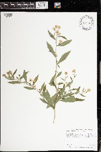 Symphyotrichum lateriflorum image