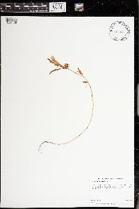 Chamaecrista fasciculata image