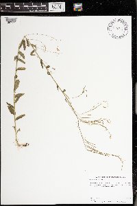 Arabis pycnocarpa image