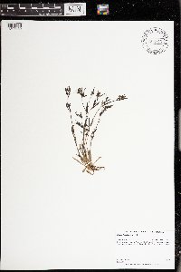 Houstonia longifolia image