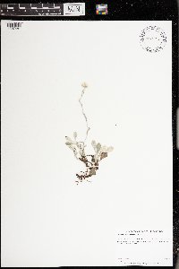 Antennaria plantaginifolia image