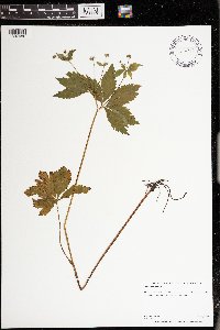 Image Associated With the Occurrence