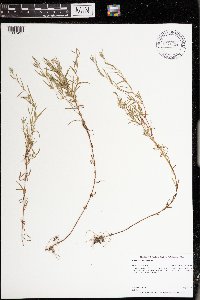 Epilobium leptophyllum image