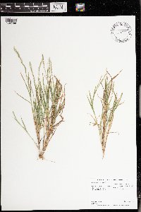Muhlenbergia glomerata image