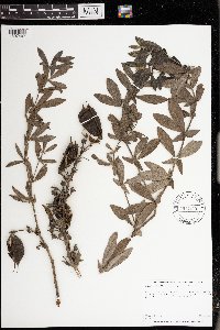 Baptisia leucophaea image