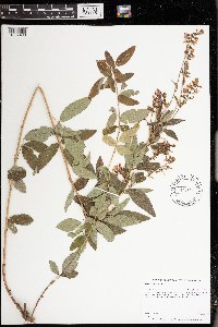 Desmodium canadense image