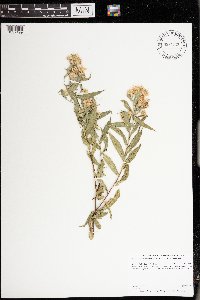 Symphyotrichum puniceum var. puniceum image