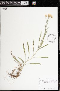 Solidago ptarmicoides image