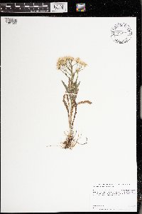 Solidago ptarmicoides image