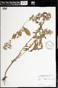 Symphyotrichum ontarionis var. ontarionis image