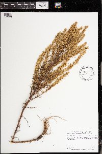 Artemisia campestris image