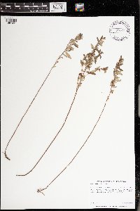 Crocanthemum bicknellii image