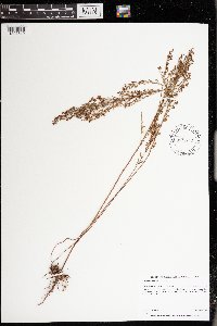 Lechea stricta image