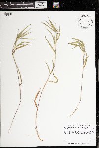 Dichanthelium oligosanthes image