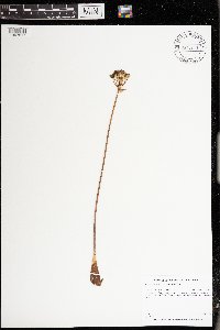 Allium tricoccum image