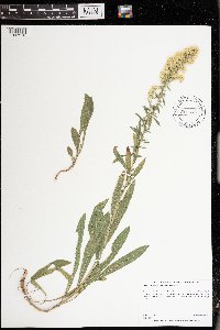 Solidago nemoralis subsp. nemoralis image