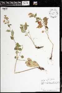 Symphyotrichum cordifolium image