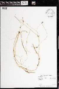 Cuscuta gronovii image