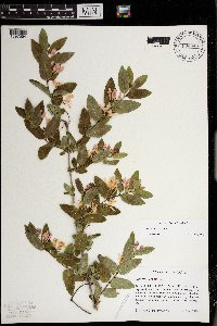 Lonicera x bella image