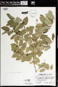 Lonicera x bella image