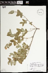 Lonicera x bella image