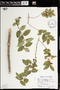 Image Associated With the Occurrence