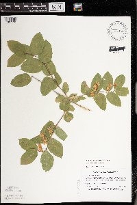 Lonicera x bella image